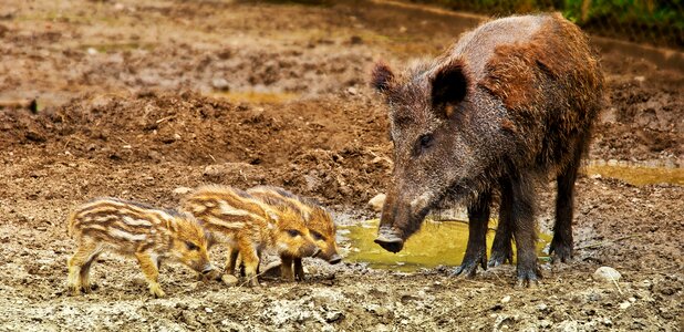 Wild boars animal photo