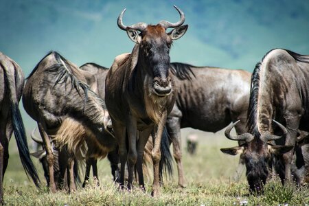 Wildebeest animal photo