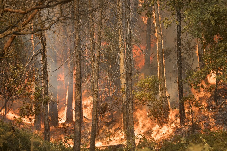 Wildfire forest fire
