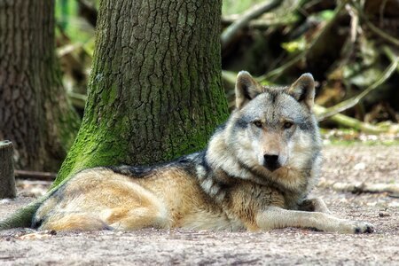 Wolf animal photo