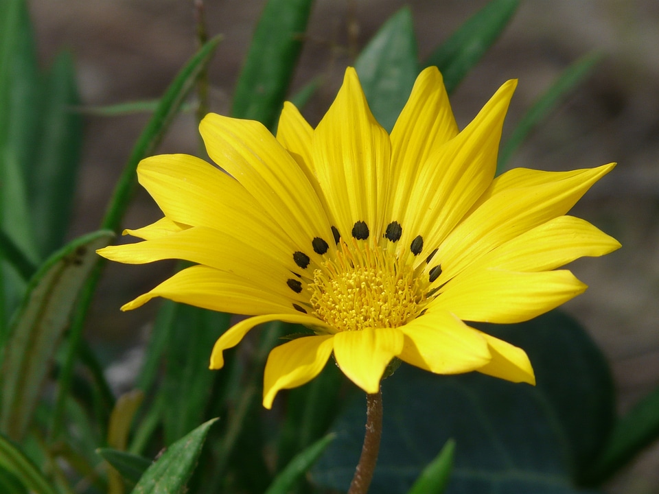 Yellow bright yellow lemon