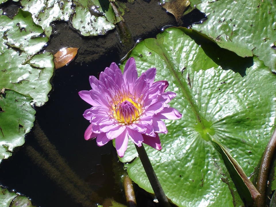 Flora purple colorful