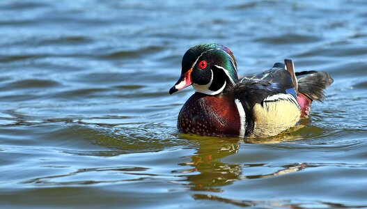 Wood duck bird photo