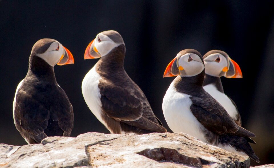 Atlantic puffin bird