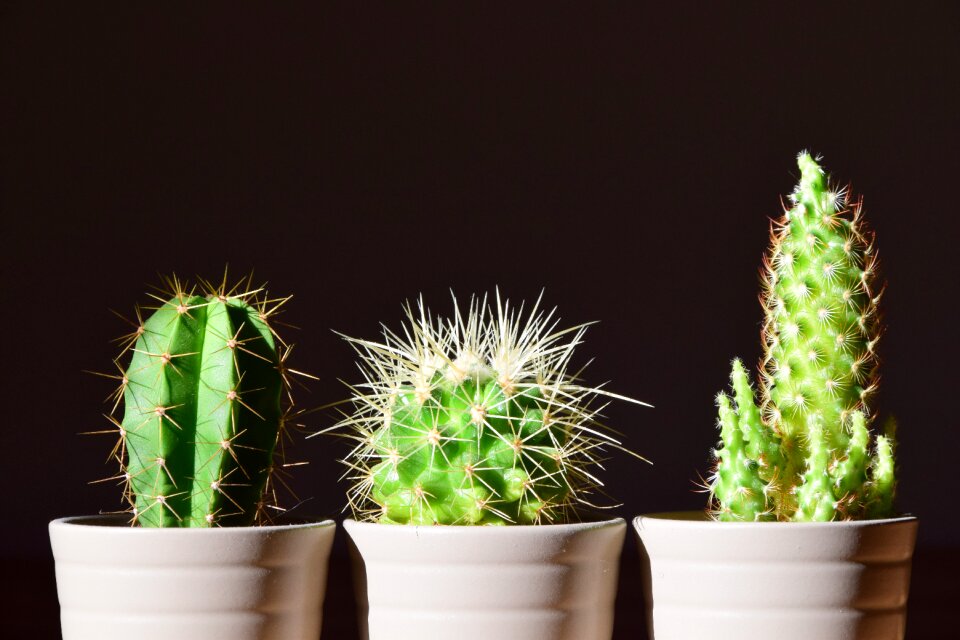 Cactus plant