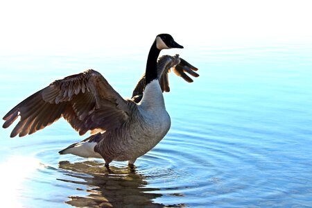 Canada goose bird