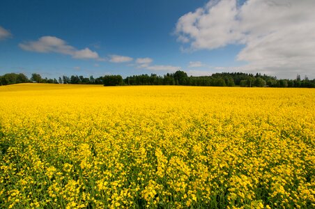 Canola field