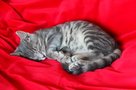 Cat kitten sleeping photo