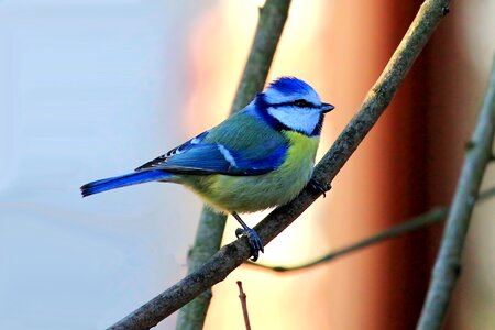 Eurasian blue tit bird