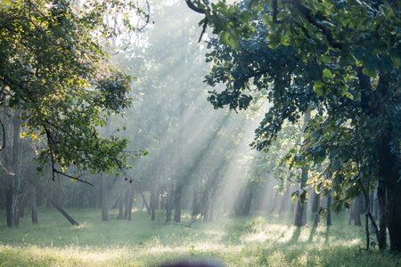 Forest sunbeam