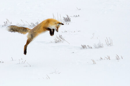 Fox hunting animal snow photo
