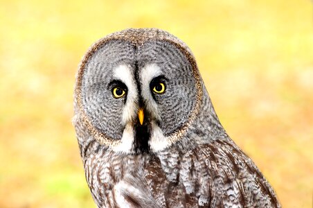 Great grey owl bird