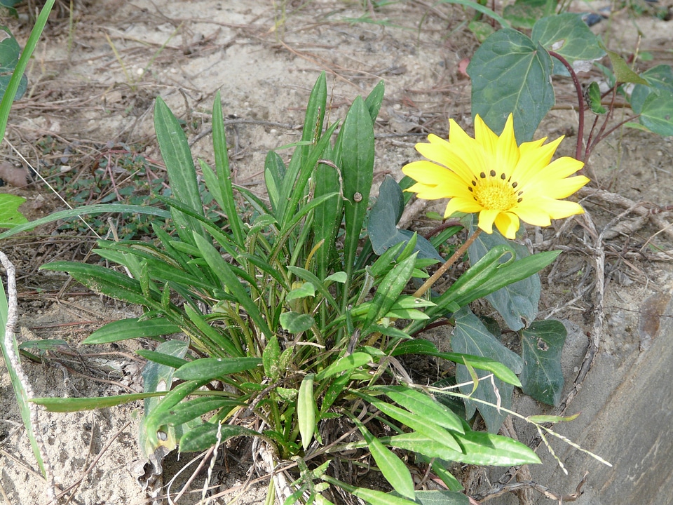 Yellow bright yellow lemon
