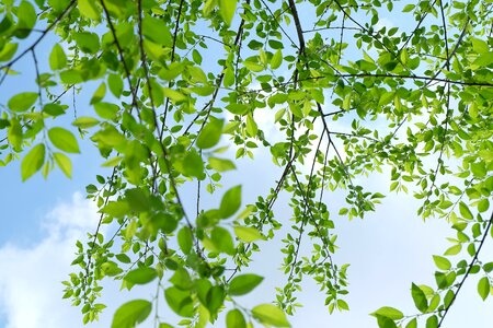 Green leaves