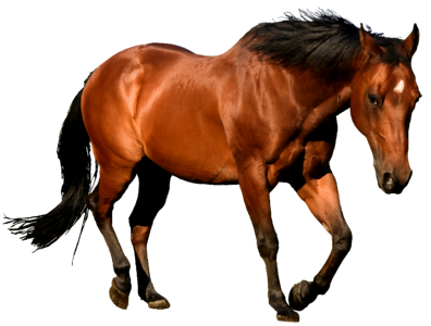 Horse animal