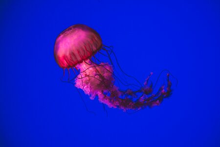 Jellyfish animal photo