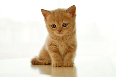 Cute Kitten