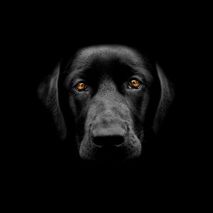 Labrador retriever dog photo