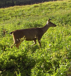 Doe paradise mount