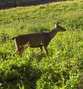 Doe paradise mount photo