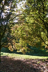 Nature autumn leaves