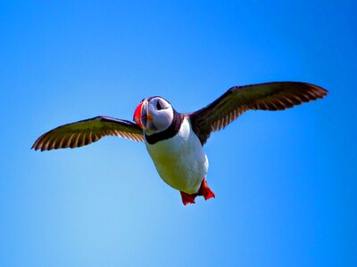 Atlantic puffin bird