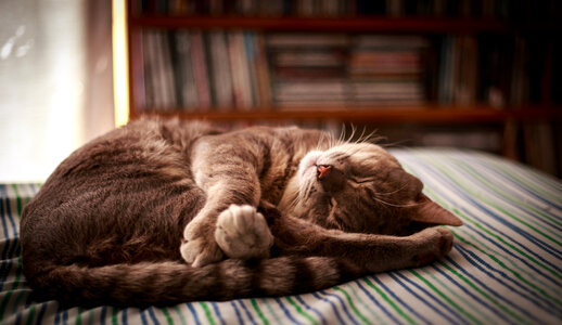 Cat animal sleeping photo