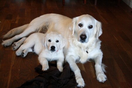 Golden retriever dogs photo
