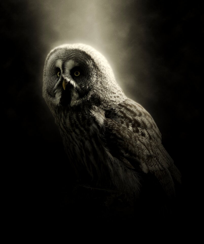 Great grey owl bird