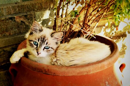 Cat animal kitten