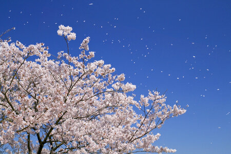 Cherry blossoms