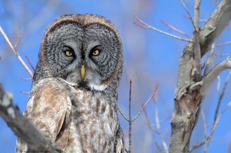Great grey owl bird