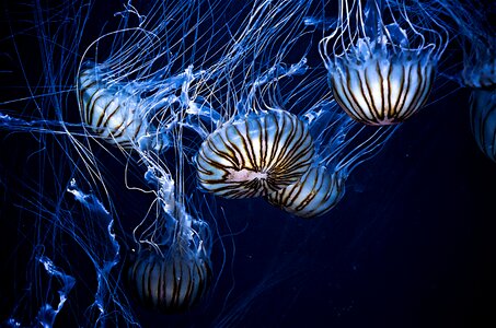 Jellyfish animal photo