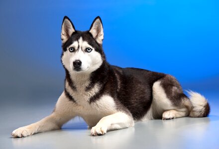 Siberian husky dog photo