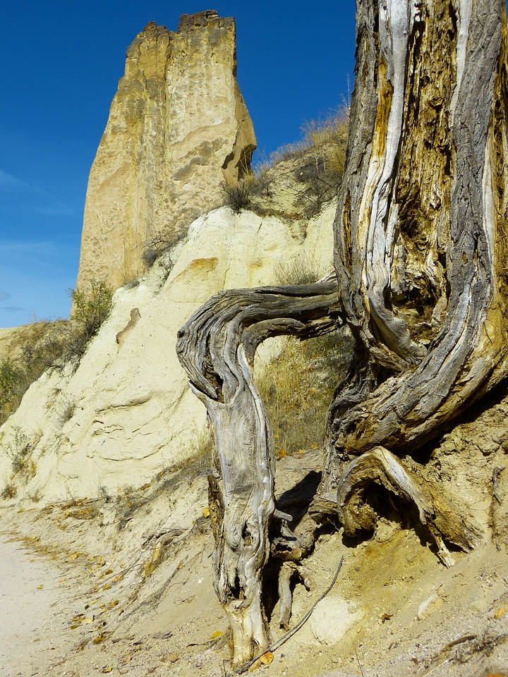 Old tree root dead plant