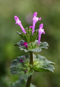 Lamium dead nettle lamiaceae