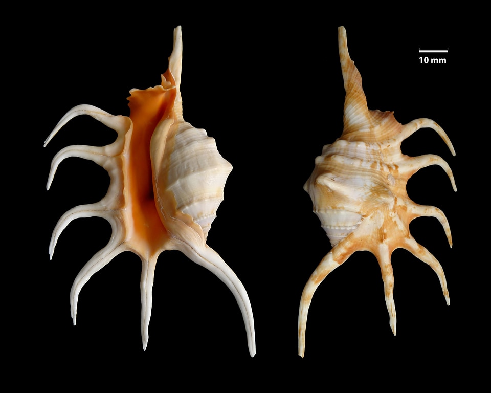 Snail shell mother of pearl seashell