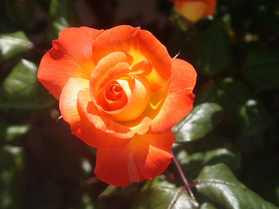 Plant nature romantic