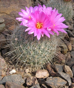 Botany thorn garden