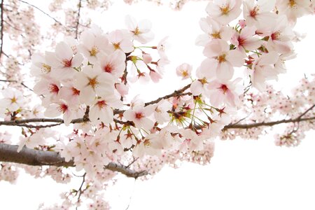 Cherry blossoms photo