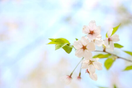 Cherry blossoms