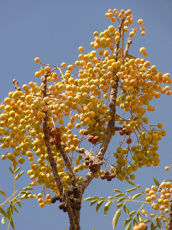 Middle east berry plant