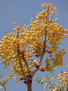 Middle east berry plant