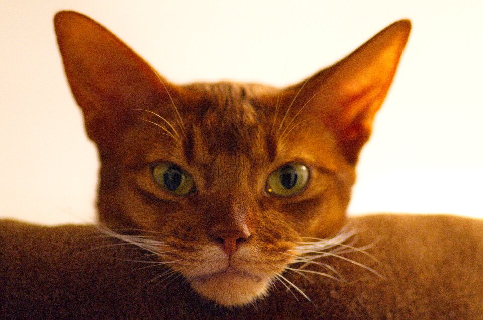 Abyssinian cat animal
