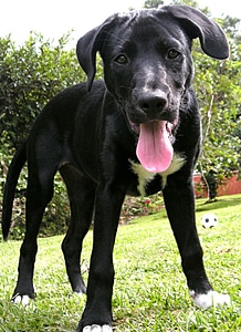 Labrador black lab black labrador photo