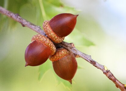 Acorn branch