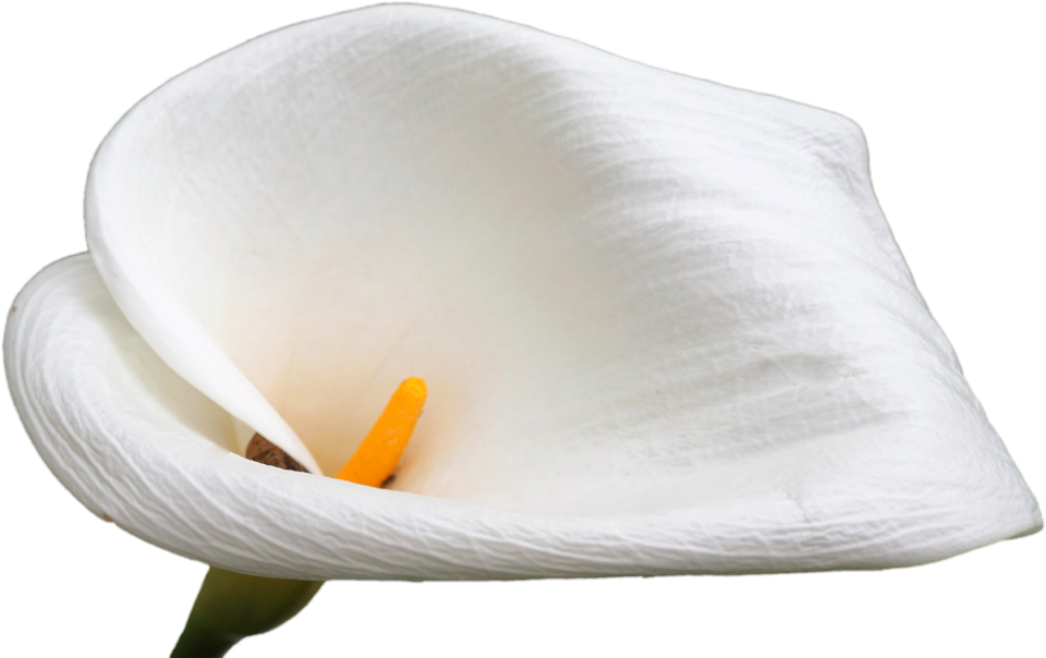Anthurium flower