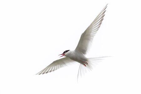 Arctic tern bird
