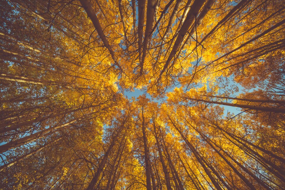Autumn leaves trees forest