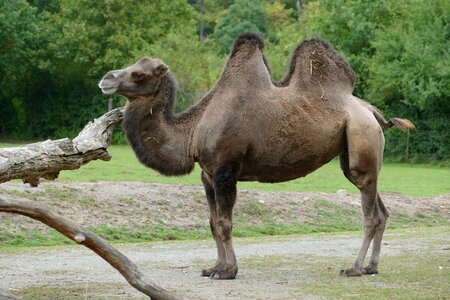 Bactrian camel animal